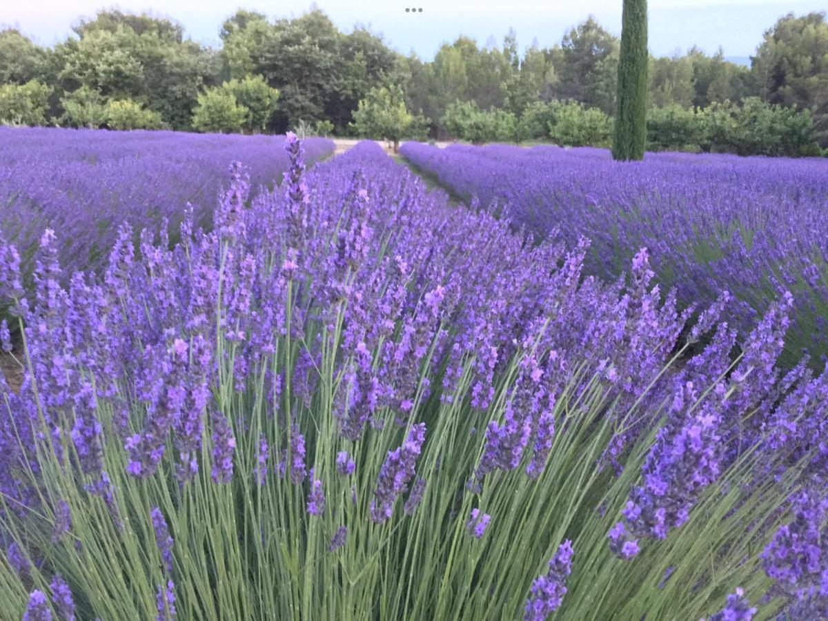 Lovely Views In Secret Provence ジュカ エクステリア 写真